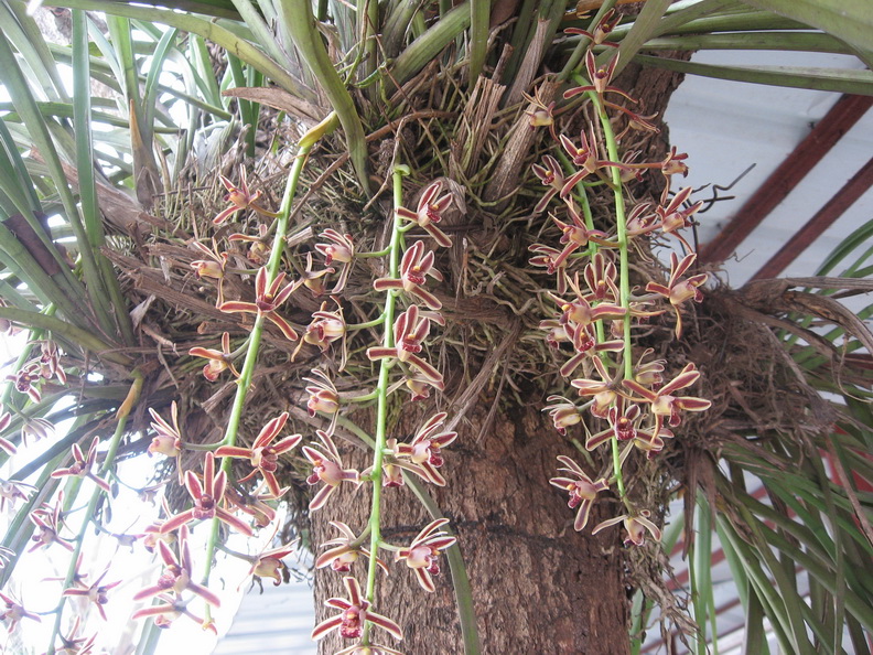 纹瓣兰,附生植物;假鳞茎卵球形,叶4––5枚,带形,厚革质,坚挺,略外弯