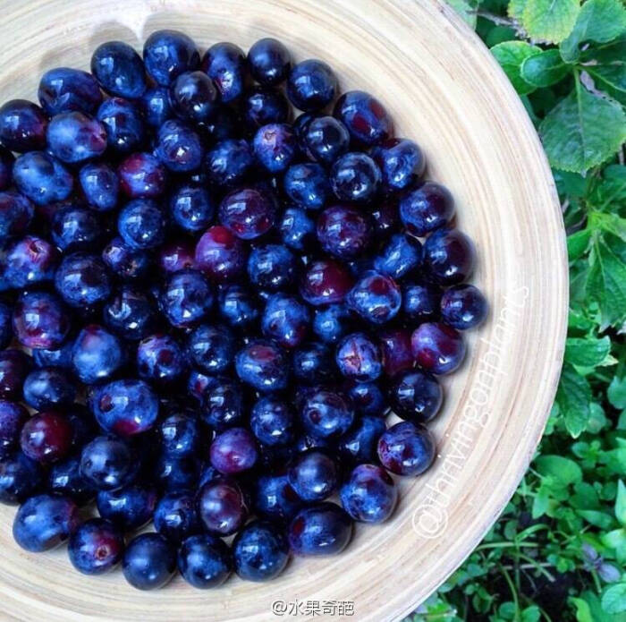 蓝莓 让人心动的颜色