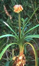 有茎君子兰,又称具有茎君子兰的高度在500至1500毫米.