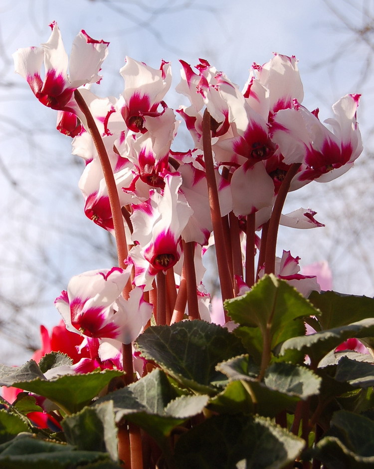 仙客来(学名:cyclamen persicum,别名萝卜海棠,兔耳花,兔子花,一品冠