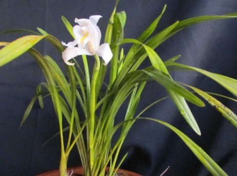 独占春(学名:cymbidium eburneum lindl.):附生植物;.