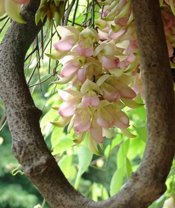 禾雀花,为蝶形花科油麻藤属木质藤本植物,通常有白花油麻藤(mucuna
