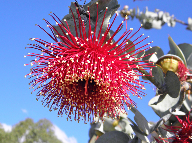 玫瑰桉树(eucalyptus rhodantha(rose mallee,来自澳大利亚的一种