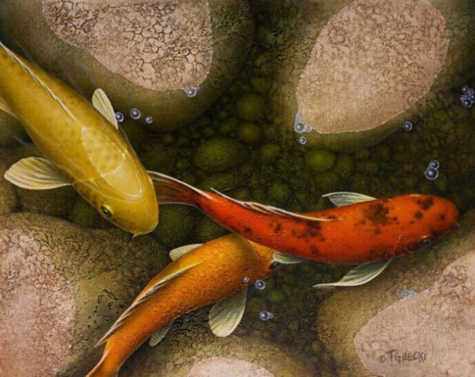 加拿大画家terry gilecki的锦鲤绘画】锦鲤被称为"好运鱼","风水鱼"