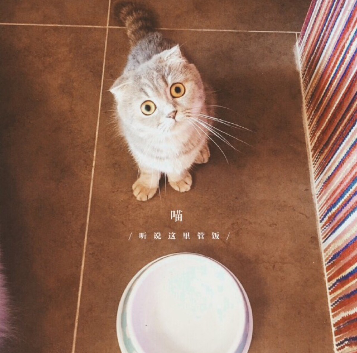 朋友圈背景墙 头像 文字 意境 猫