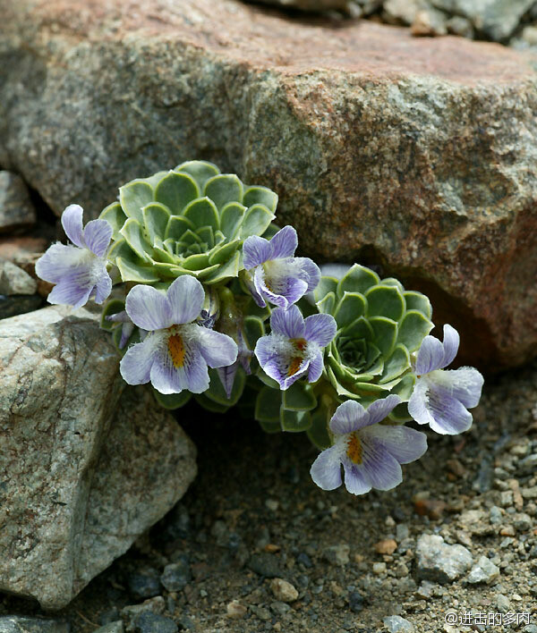 viola cotyledon,有段时间网友还专门讨论过它,因其外形像多肉植物"