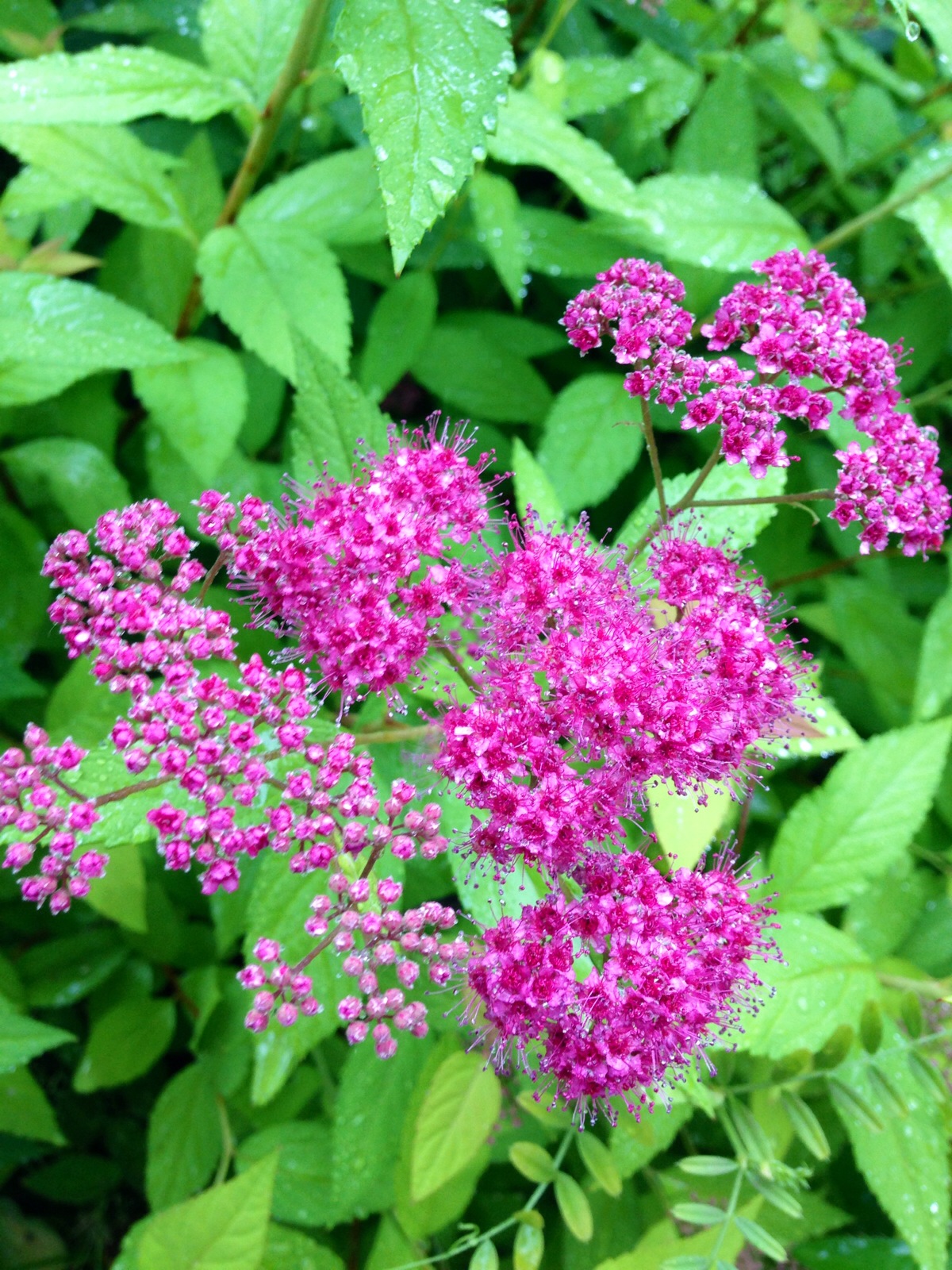 粉花绣线菊