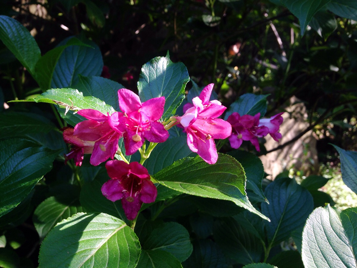 锦带花(五色海棠花)