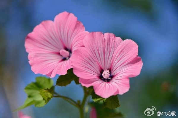 花葵 锦葵科 花葵属