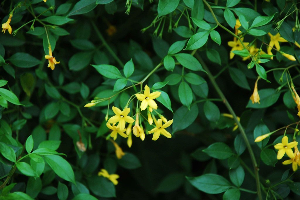 探春花 jasminum floridum bunge 木樨科 oleaceae 素馨属