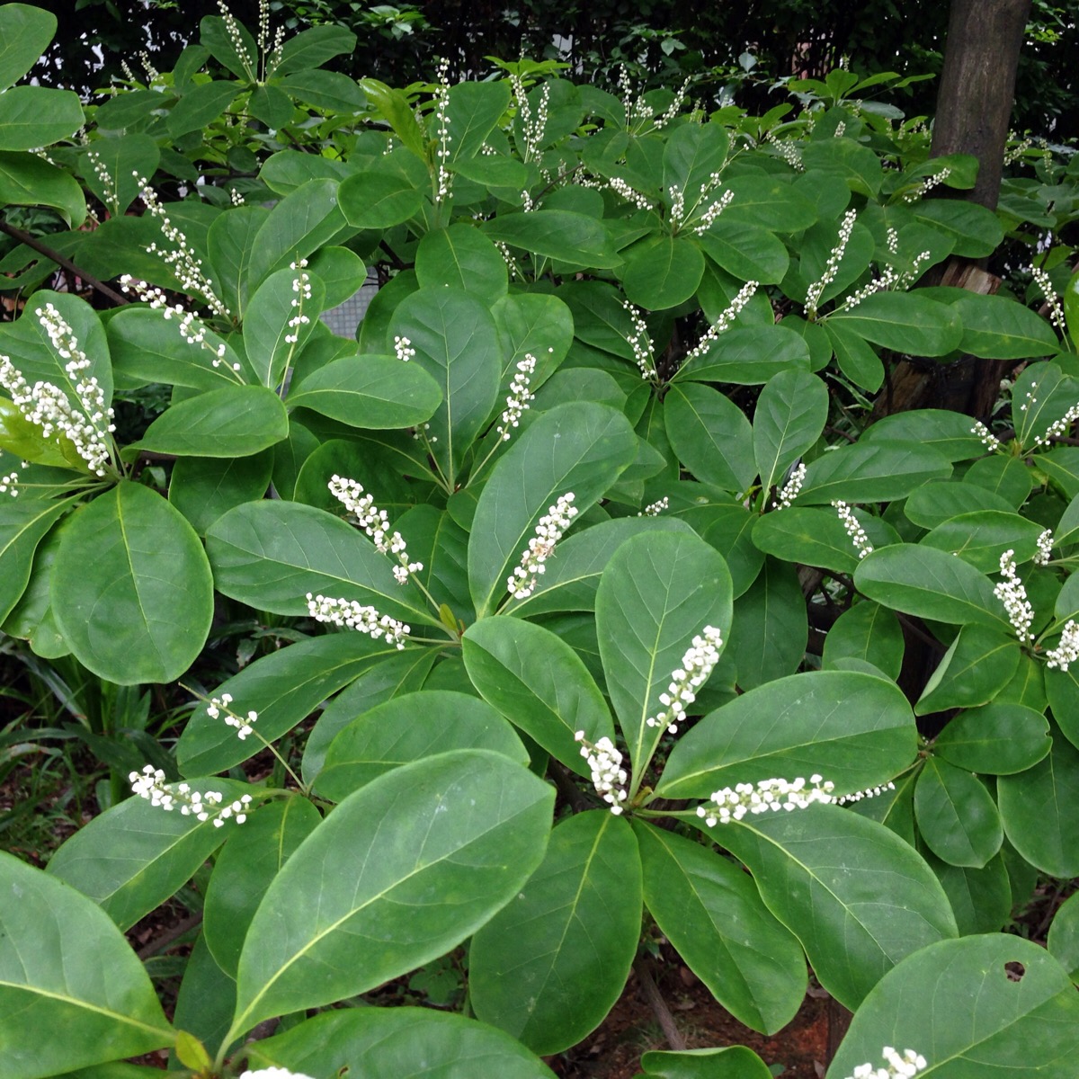 榄仁树也开花呀.串串小白花香中带点臭,不爽