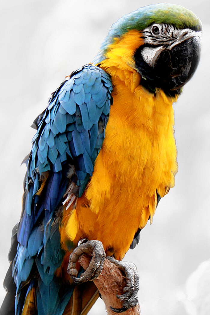 蓝黄金刚鹦鹉):原产于美洲热带地区,是色彩最漂亮,体型最大的鹦鹉之一
