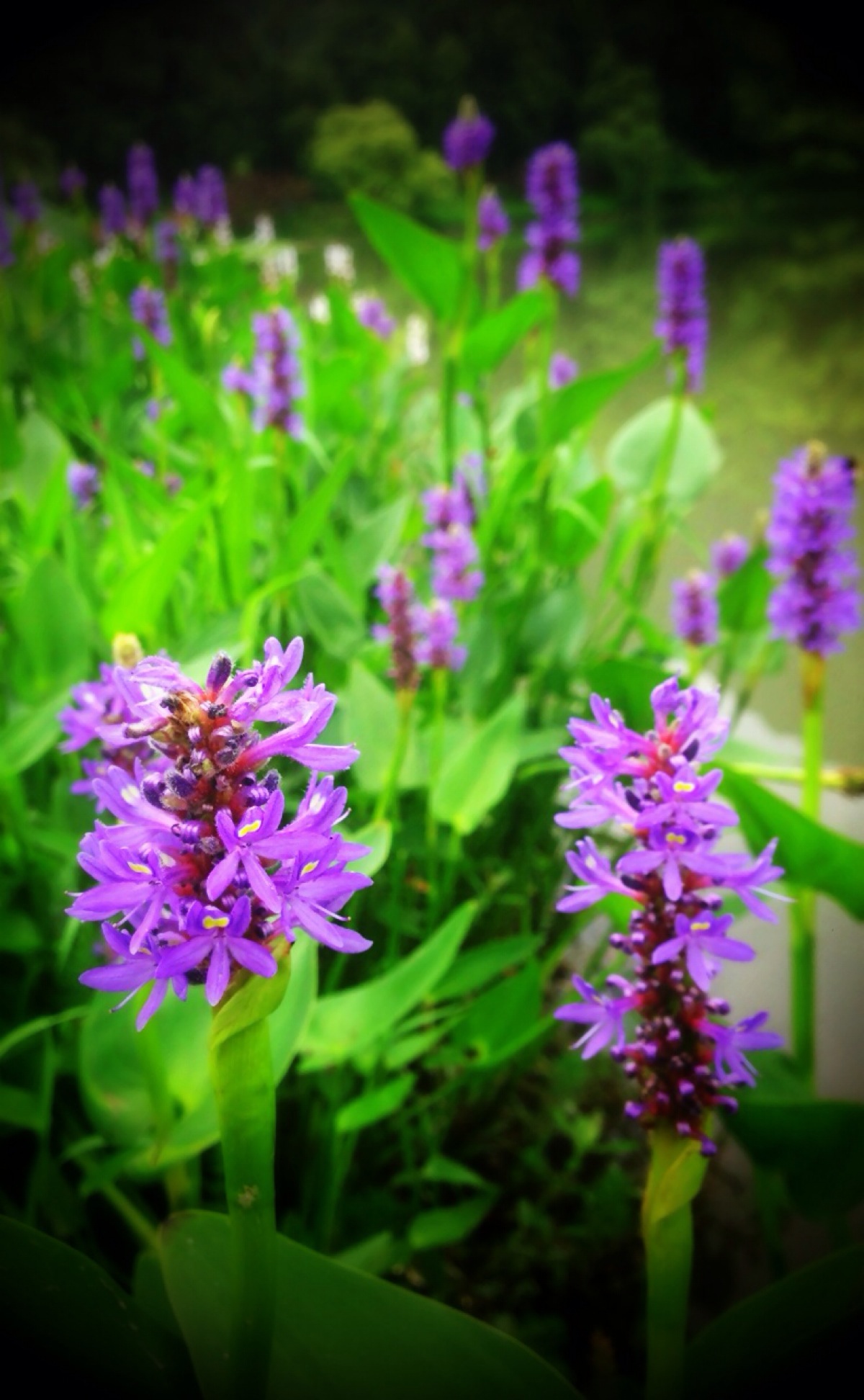 【水边的梭鱼草】雨久花科梭鱼草属多年生挺水或湿生草本植物,原产