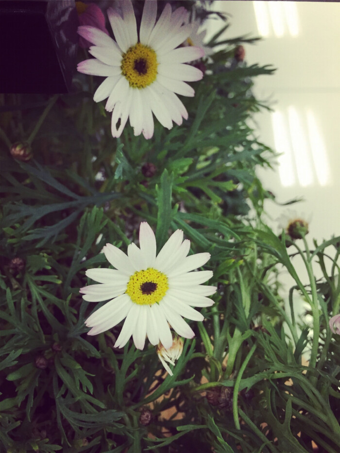 雏菊