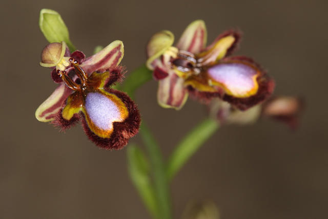 角蜂眉兰 ophrys speculum ,蜂兰属.花型仿的是雌性熊峰.