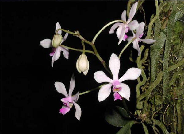 华西蝴蝶兰 phalaenopsis wilsonii ,蝴蝶兰属.