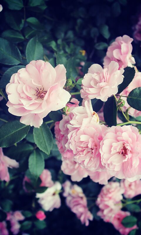 玫瑰 满天星 月季 樱花 花瓣 雏菊 熏衣草 花束图