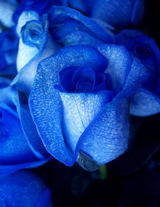 蓝玫瑰"蓝色妖姬"是近两年玫瑰中的新贵. 花语:奇迹与不可能实现的事.
