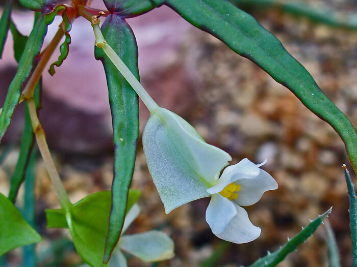 begonia dregei ,秋海棠科秋海棠属.雌花.