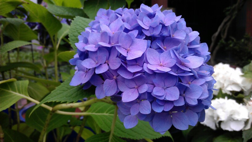 溢柯～紫色的绣球花,美腻