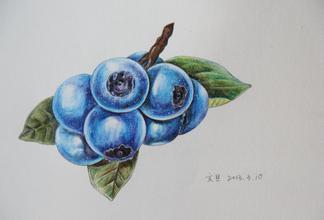 彩铅,蓝莓,绘画