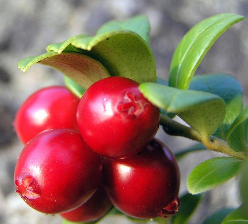 蔓越莓,又称蔓越橘,小红莓,酸果蔓,英文名(cranberry),其名称来源于原