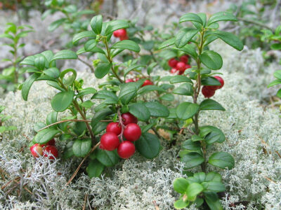 蔓越莓,又称蔓越橘,小红莓,酸果蔓,英文名(cranberry,其名称来源于原