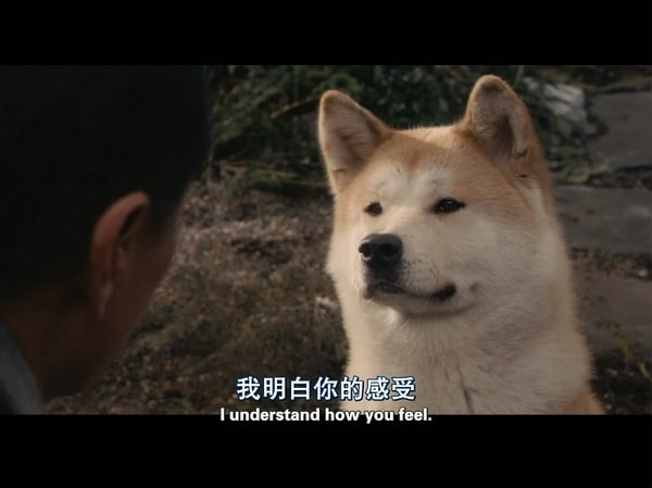 忠犬八公的故事