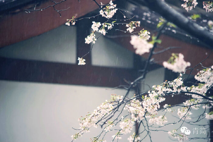 年年总是 花开如雪 雪落如花 浮生只愿 闲餐清露 醉饮流霞 (细雨繁樱)