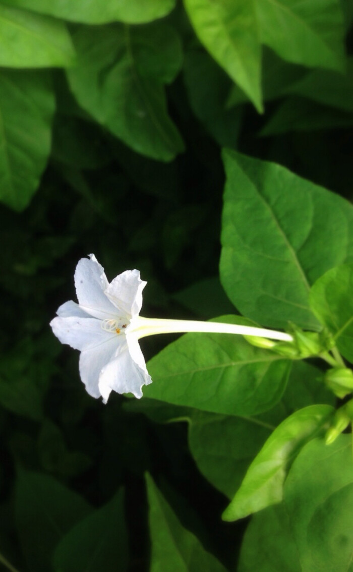 【花 时间 】白色的紫茉莉,虽然它也开白色花,名字中也有"茉莉"二字
