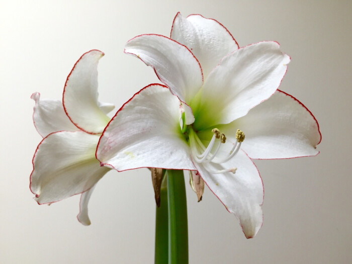 hippeastrum rutilum "picotee" "花边石竹"朱顶红,石蒜科朱顶红属.