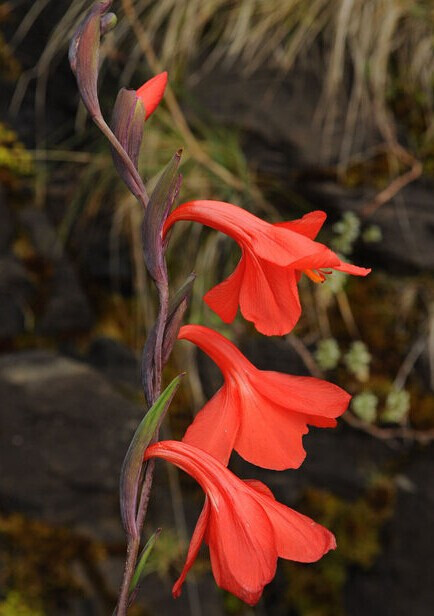 弯管唐菖蒲 gladiolus watsonioides ,唐菖蒲属.