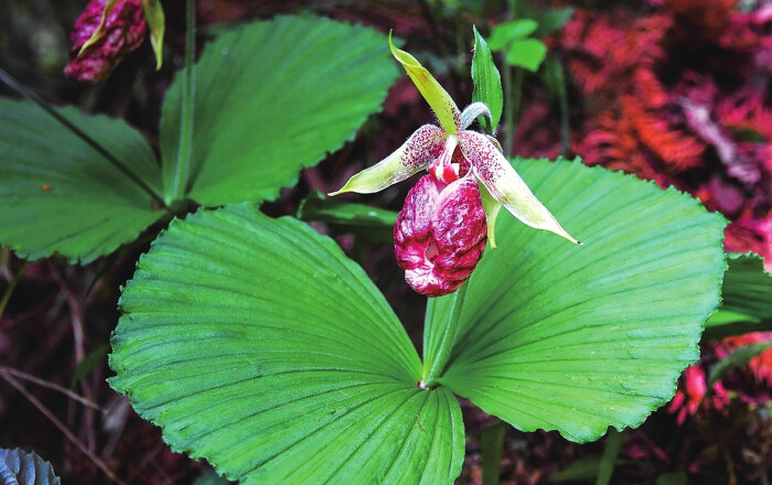 扇脉杓兰 cypripedium japonicum,杓兰属.