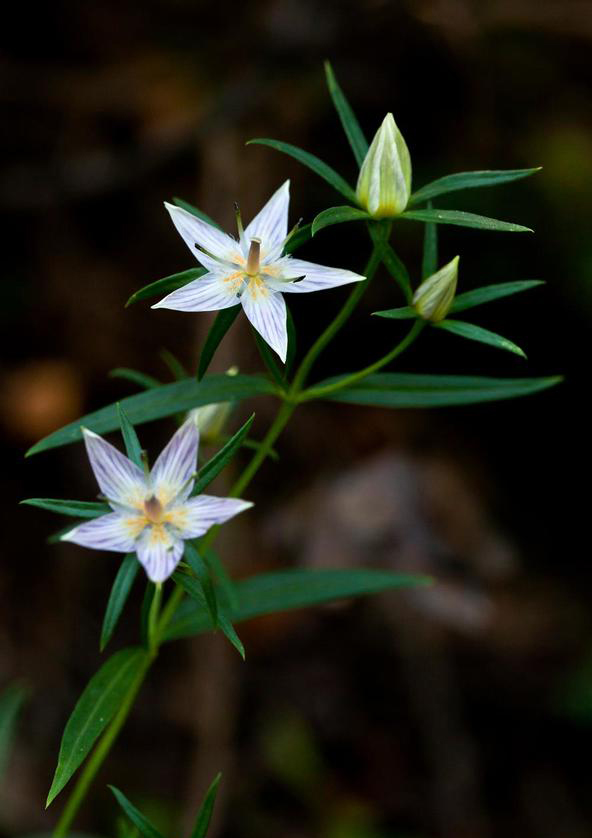 北方獐牙菜 swertia diluta,龙胆科獐牙菜属.