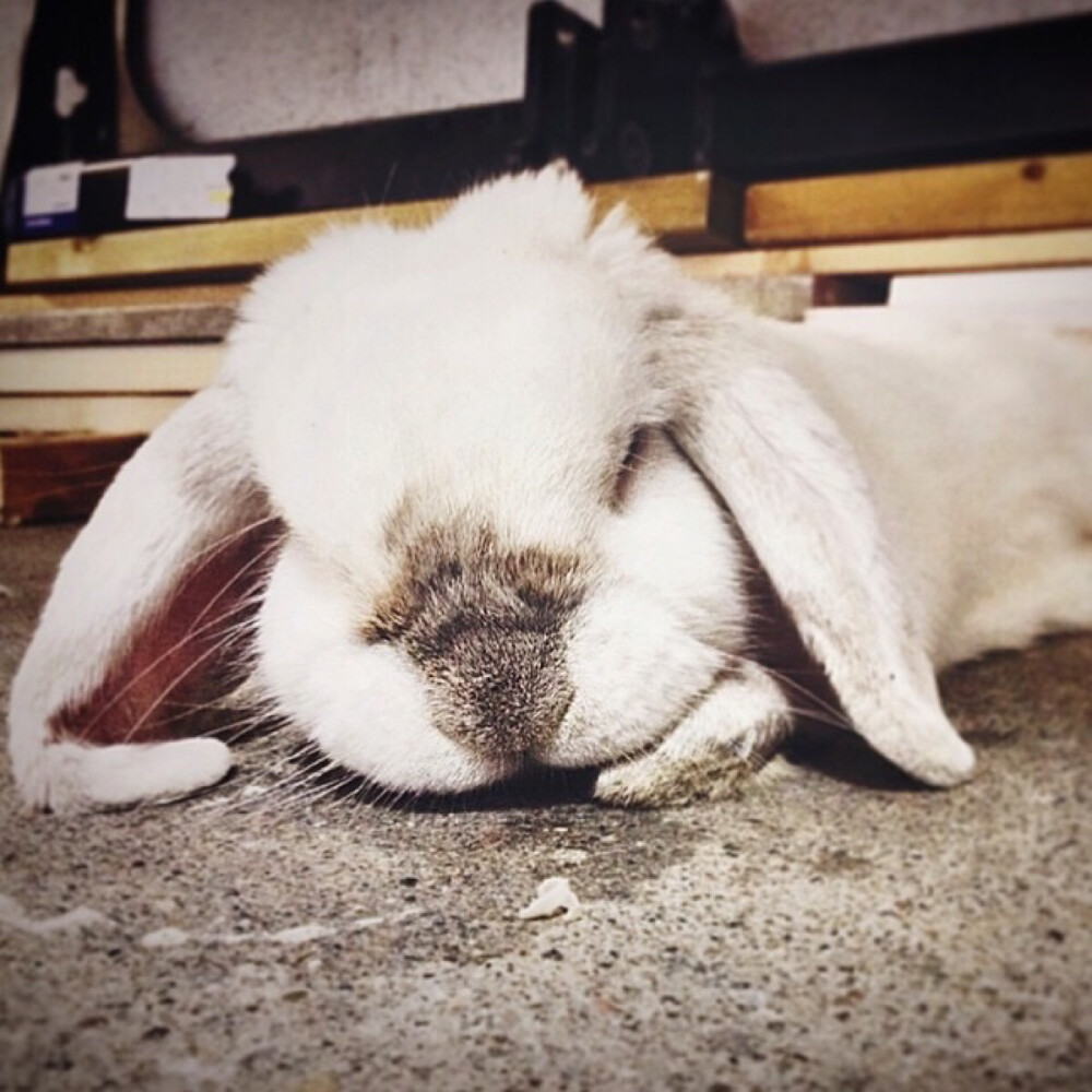 每天都被这只叫exempel的4岁瑞典兔子萌哭()  (ins:exempelthebunny)