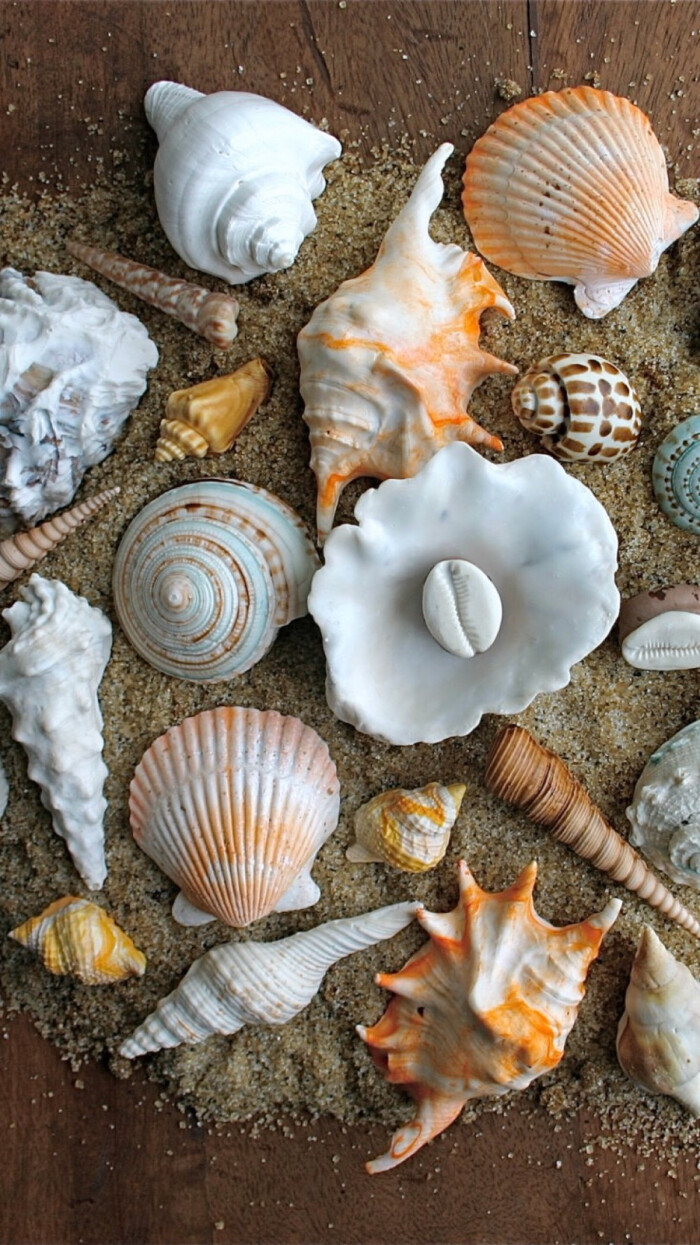 你相信吗?图片里的贝壳和海螺,甚至沙子都是糖做成的!