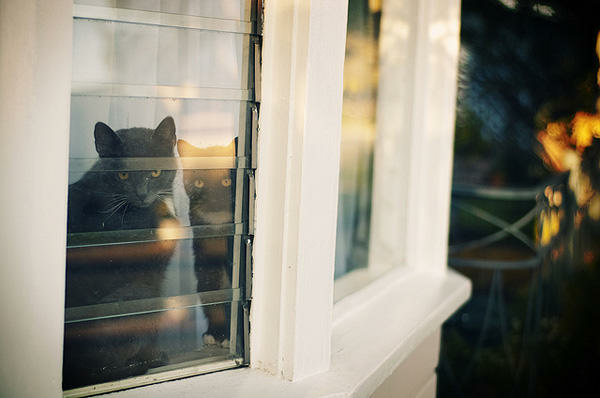 看向窗外的宠物 猫