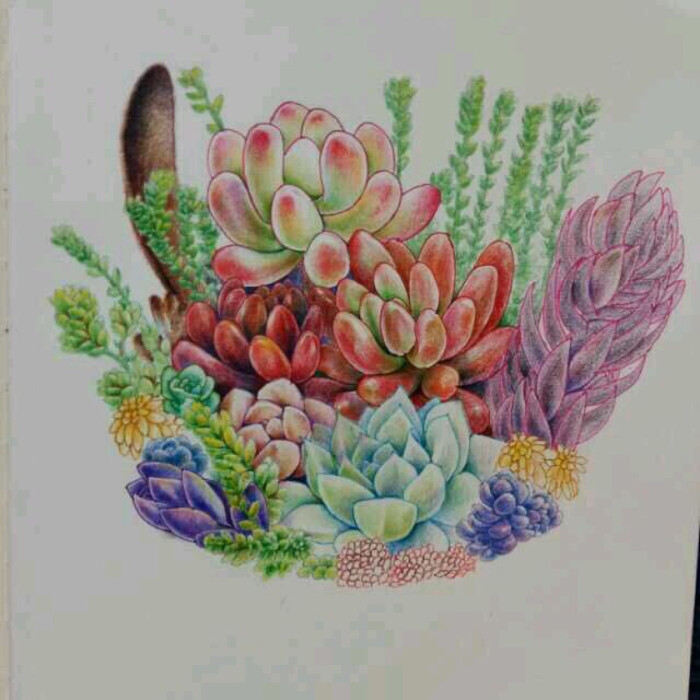 手绘多肉
