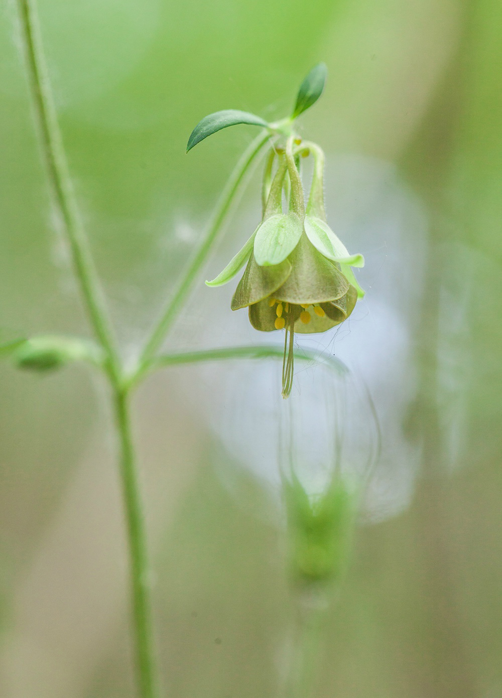 耧斗菜 aquilegia viridiflora,毛茛科耧斗菜属.