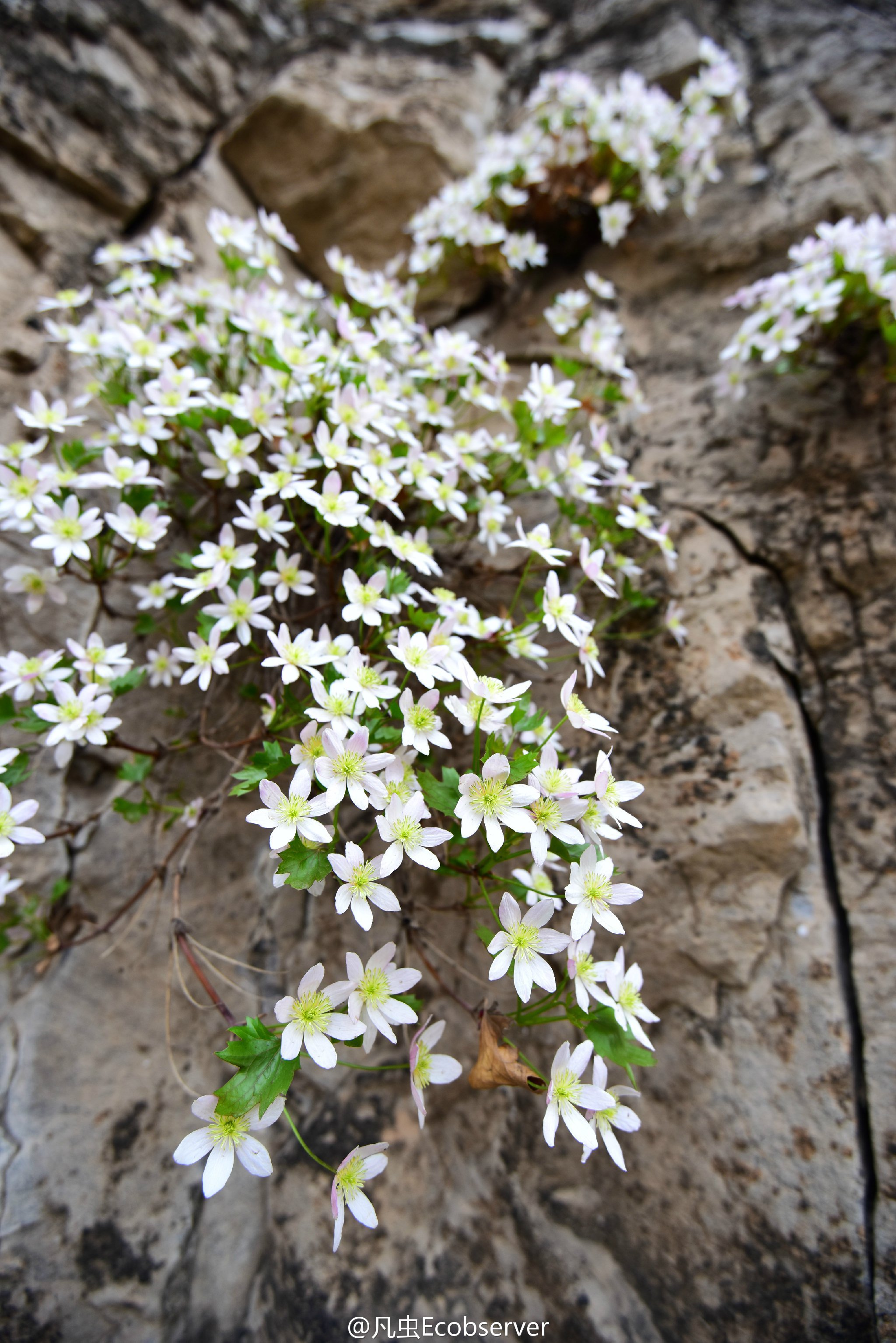 槭叶铁线莲 clematis acerifolia ,毛茛科铁线莲属.