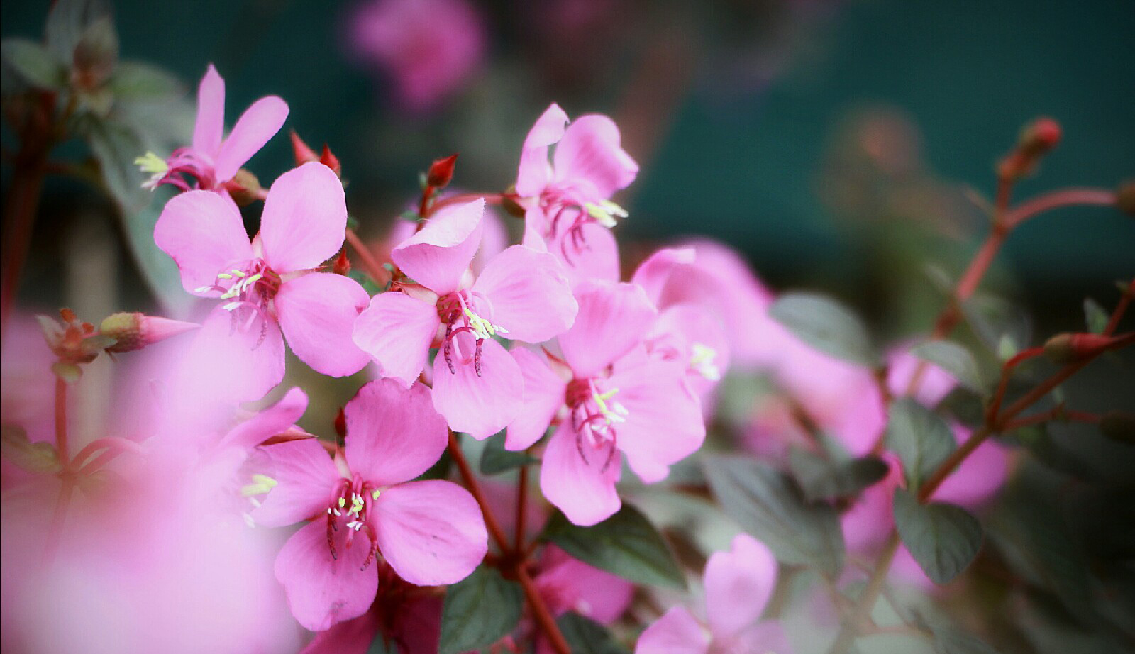 蔓茎四瓣果(多花蔓性野牡丹)heterocentron elegans ,野牡丹科四瓣果