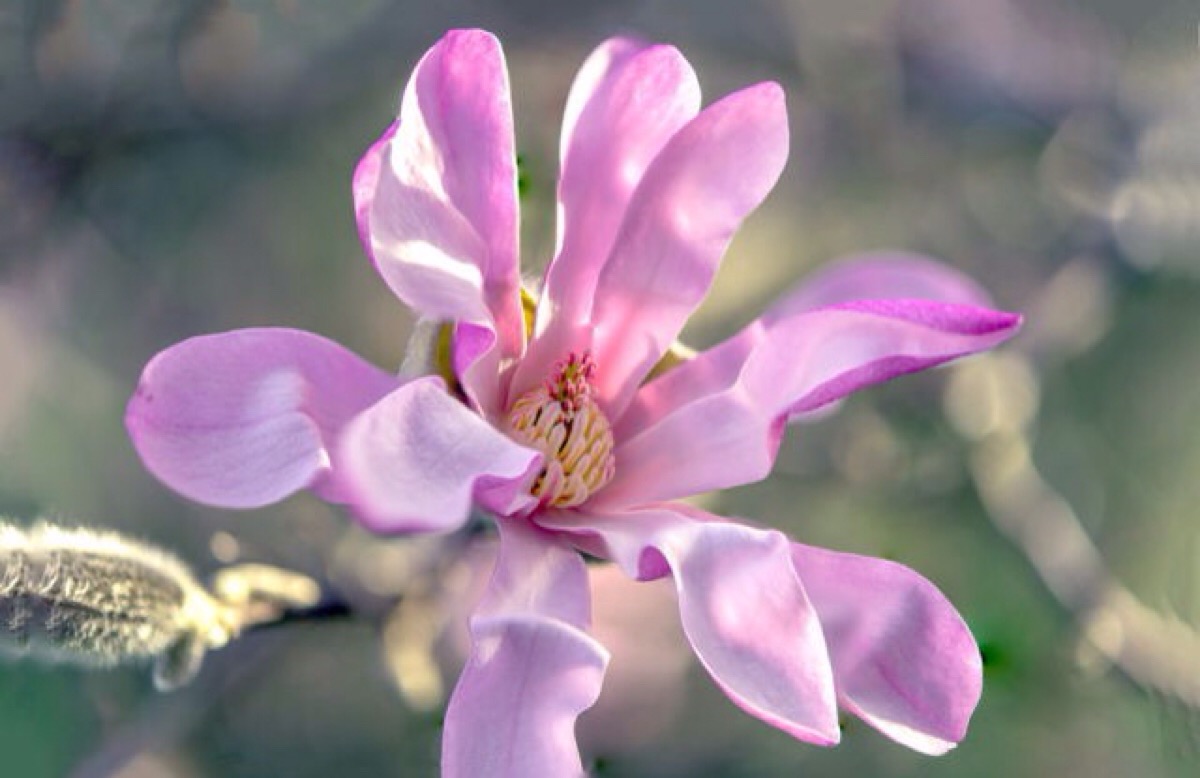 重华辛夷 star magnolia(常被称为星花木兰)——它的花有30片花瓣组成