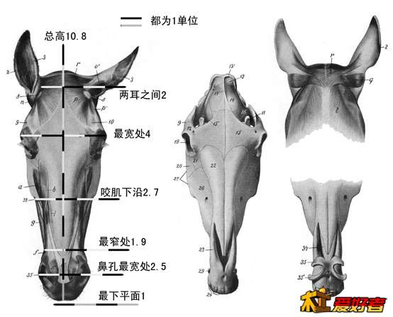 马