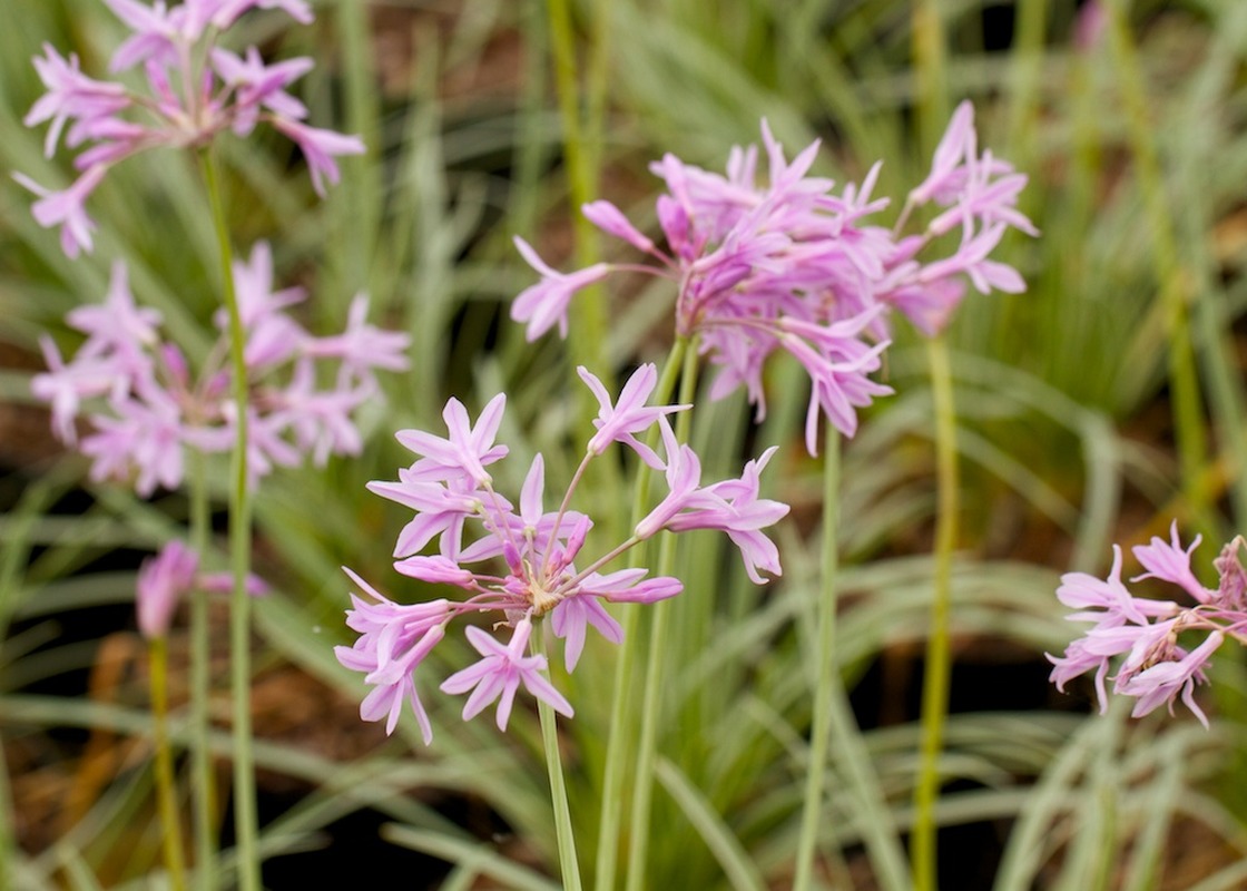 tulbaghia violacea 紫娇花,石蒜科紫娇花属.