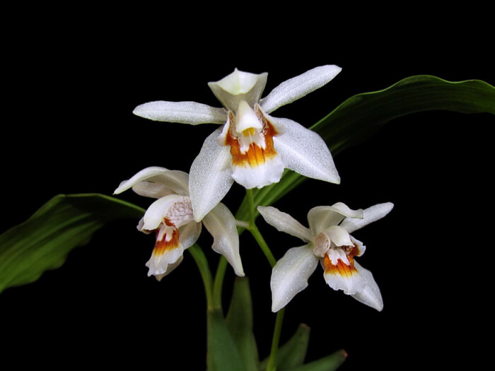 coelogyne sparsa ,贝母兰属.