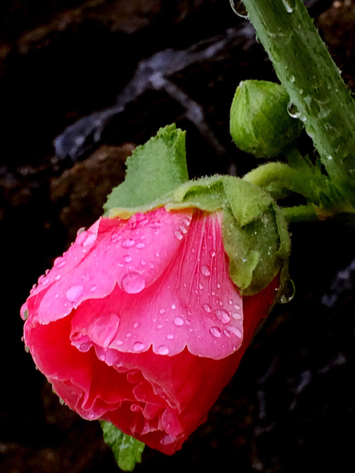 六月雨中花