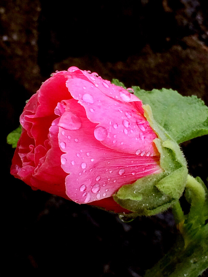 六月雨中花