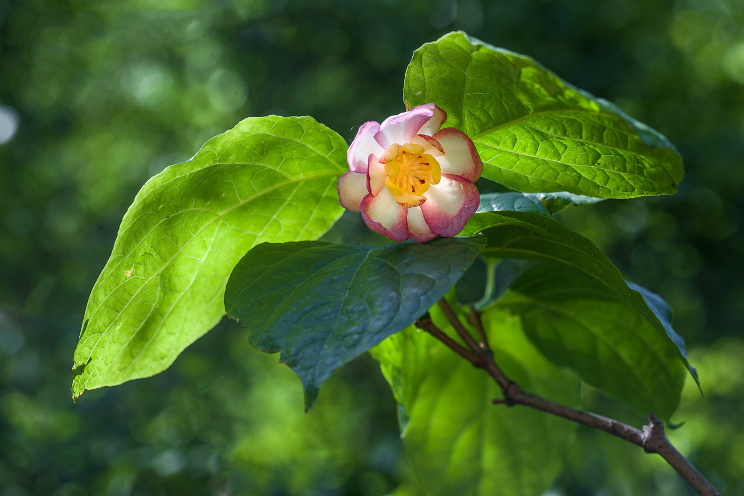 夏蜡梅 sinocalycanthus chinensis(calycanthus chinensis),蜡梅科夏