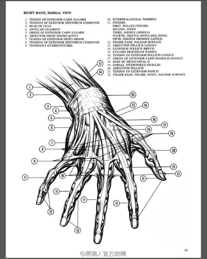 手部结构图