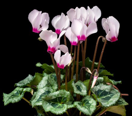 仙客来 cyclamen persicum ,报春花科仙客来属.